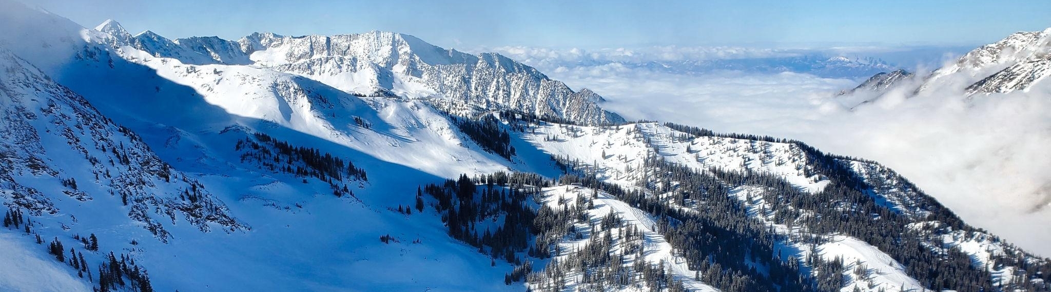 Snowbird
